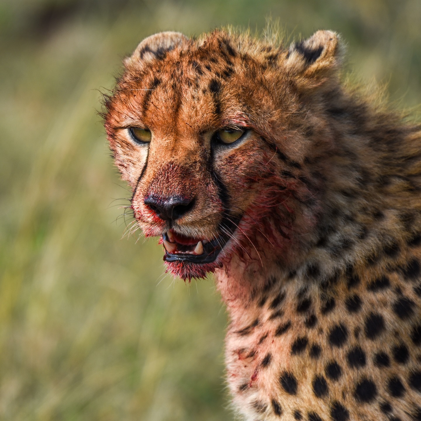 Akagera National Park