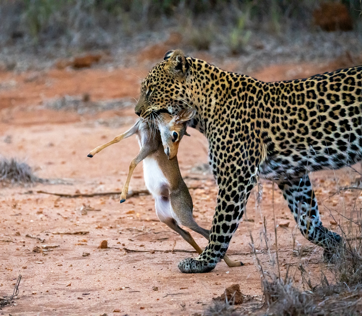 Akagera National Park - Planning