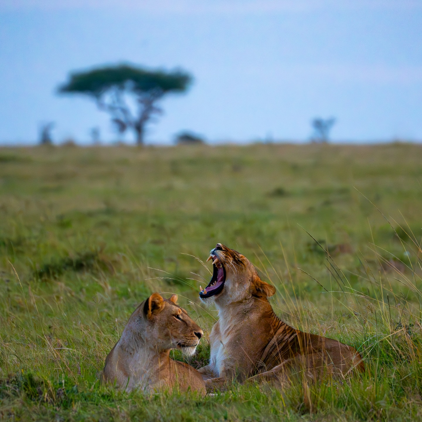 Akagera National Park - Activity