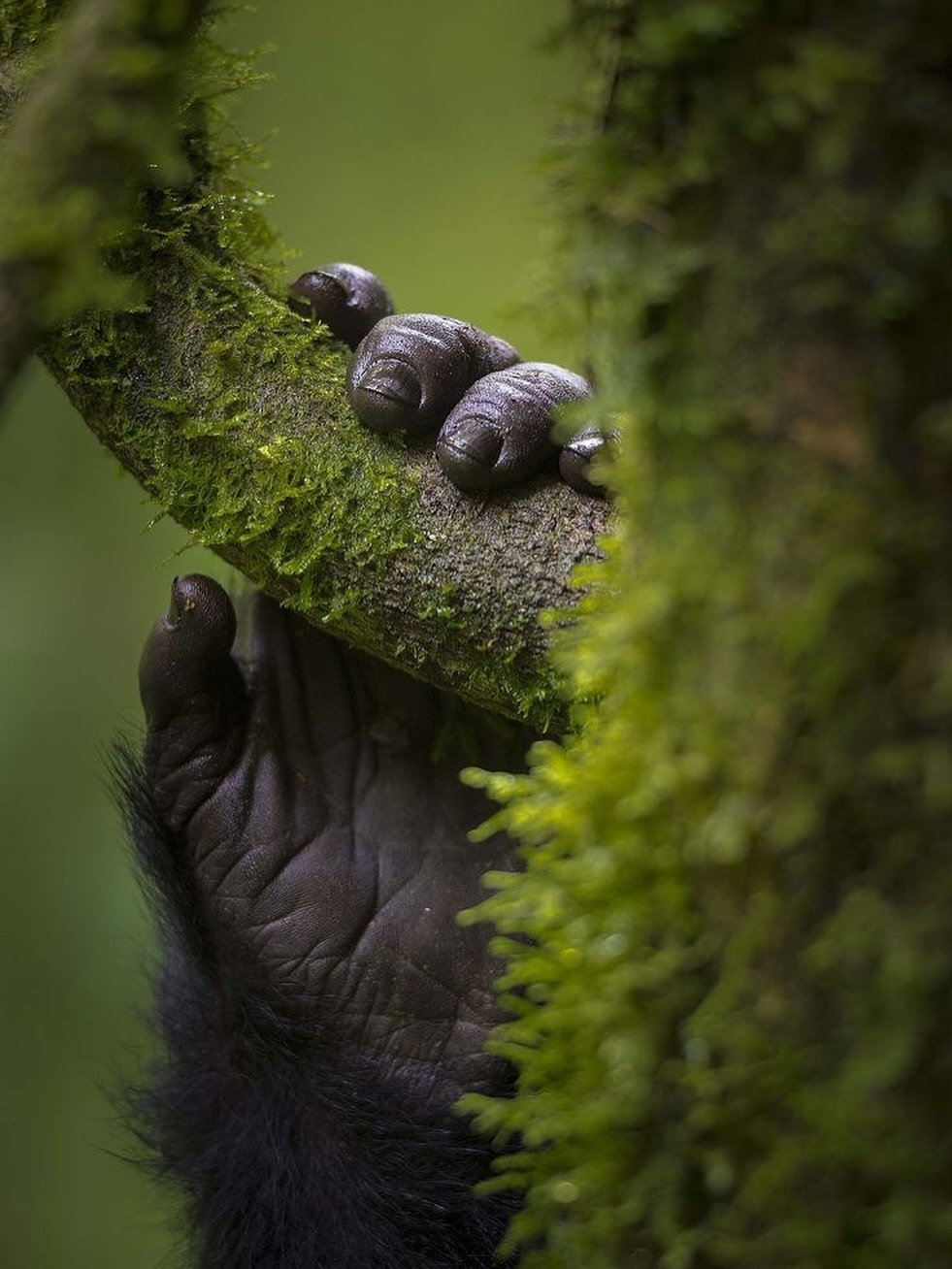 Volcanoes National Park