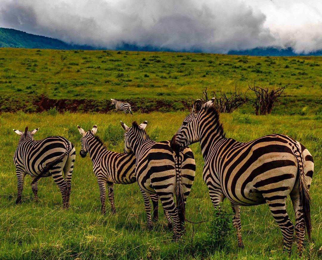 Ngorongoro Crater - Planning