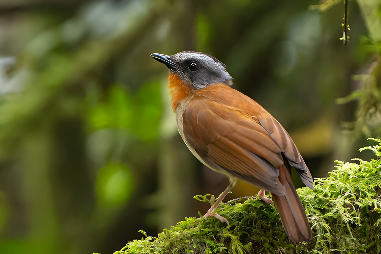 Mgahinga Gorilla National Park - Planning