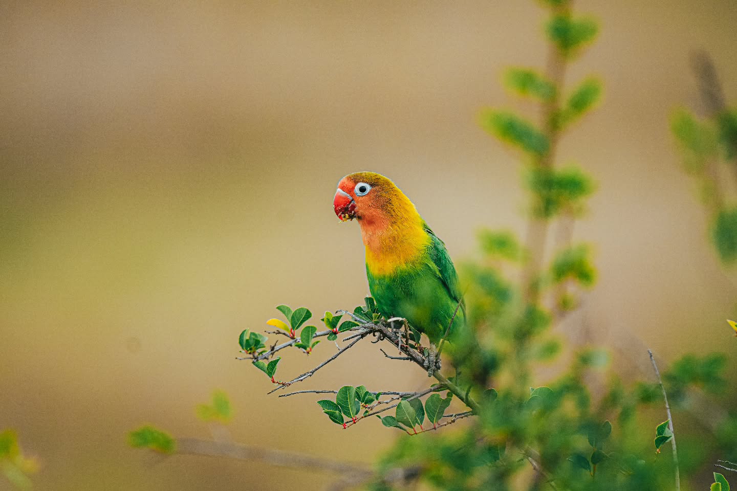 Tarangire National Park