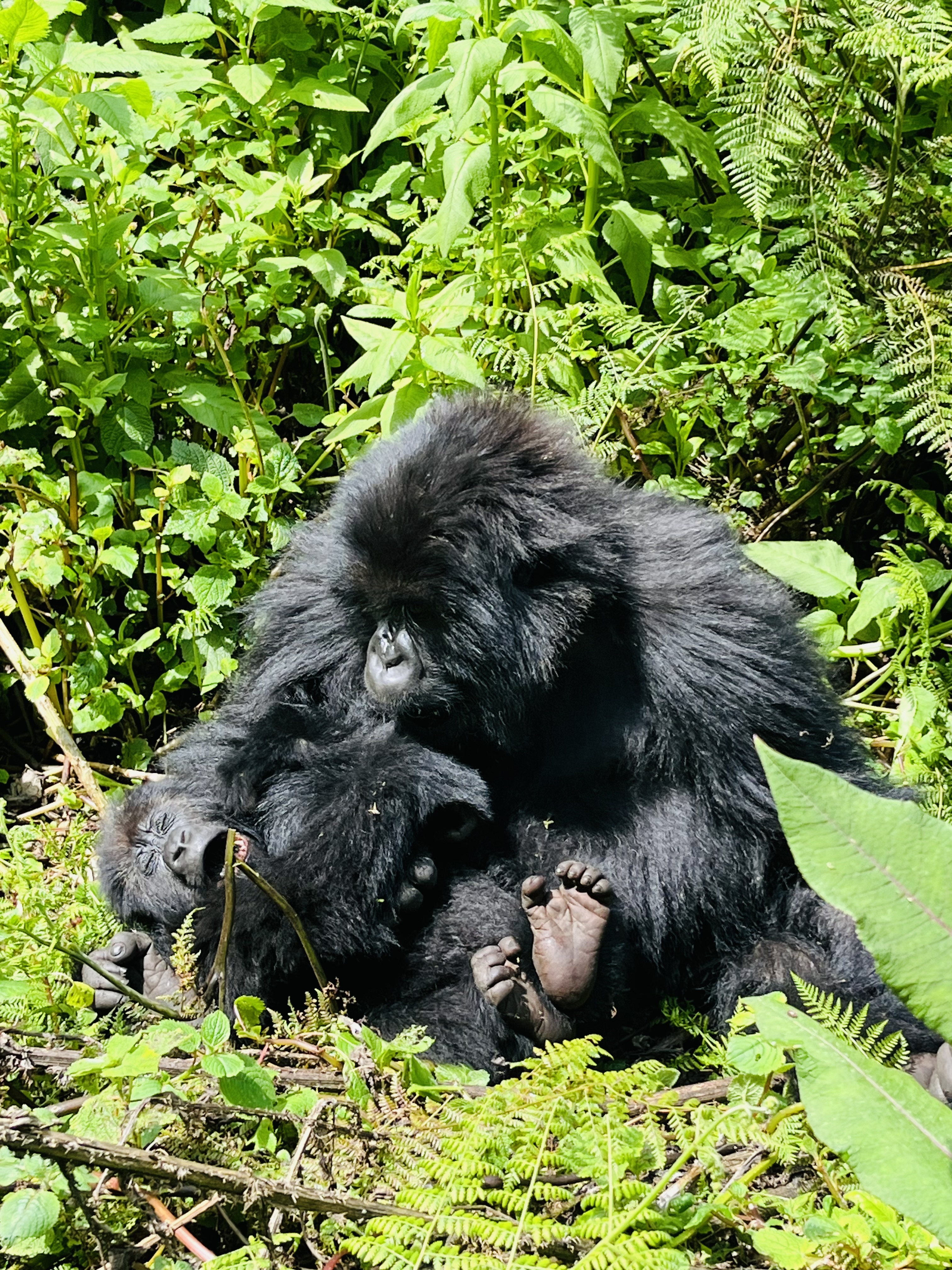 Gorrilas In Rwanda -